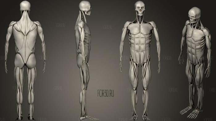 Human Muscles 3d stl модель для ЧПУ